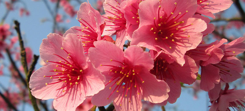 The Waimea Cherry Blossom Heritage Festival